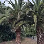 Azores Casa Da Mata Wellness